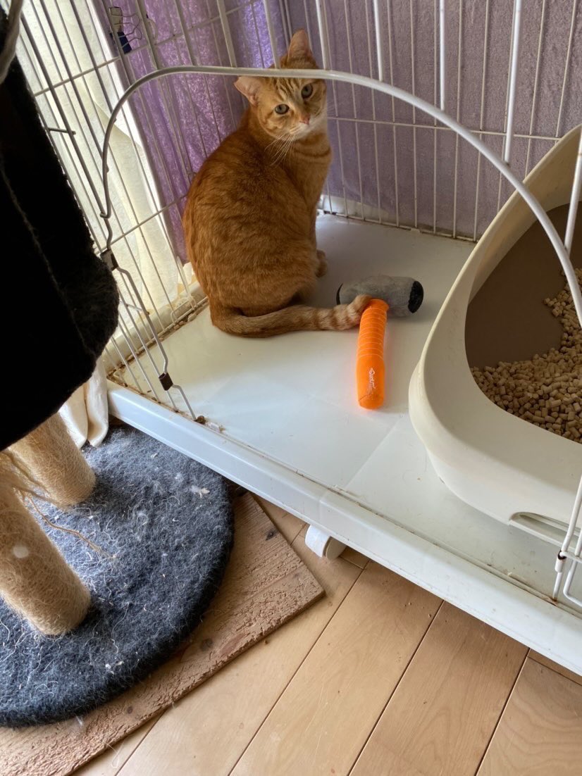 f:id:nekoja-peterpan:20220304113221j:plain
