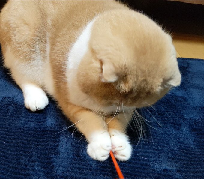 f:id:nekoja-peterpan:20220313165047j:plain