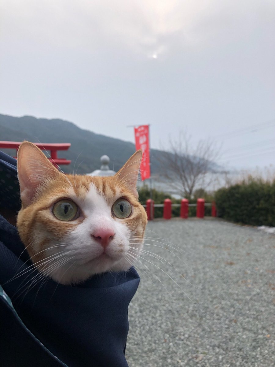 f:id:nekoja-peterpan:20220411115516j:plain