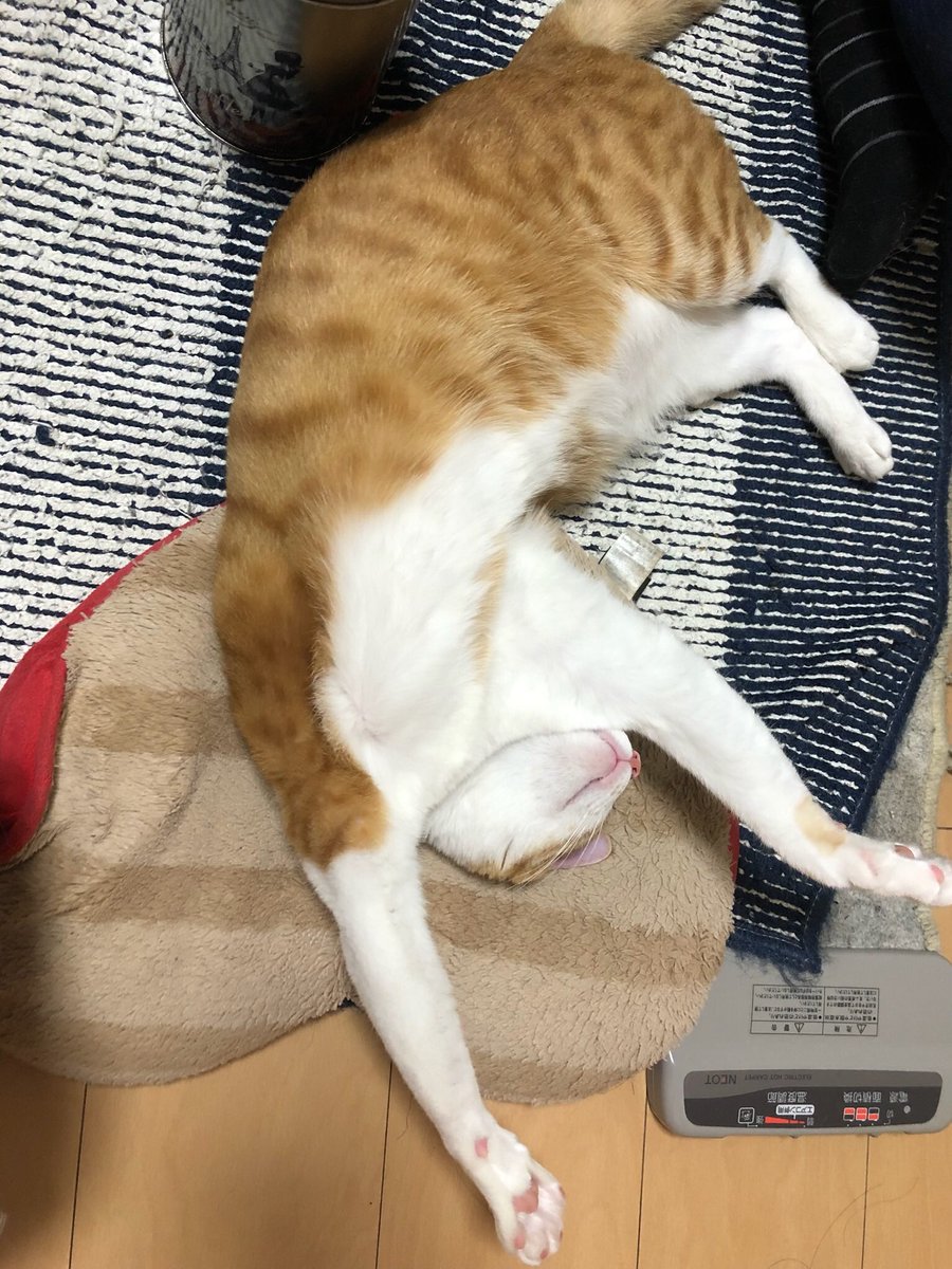 f:id:nekoja-peterpan:20220411115759j:plain
