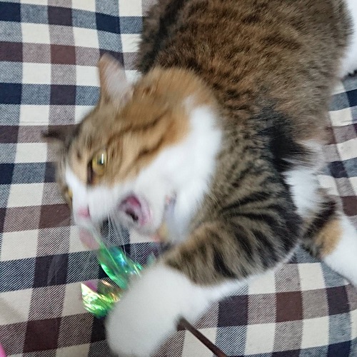 f:id:nekoja-peterpan:20220416104351j:plain