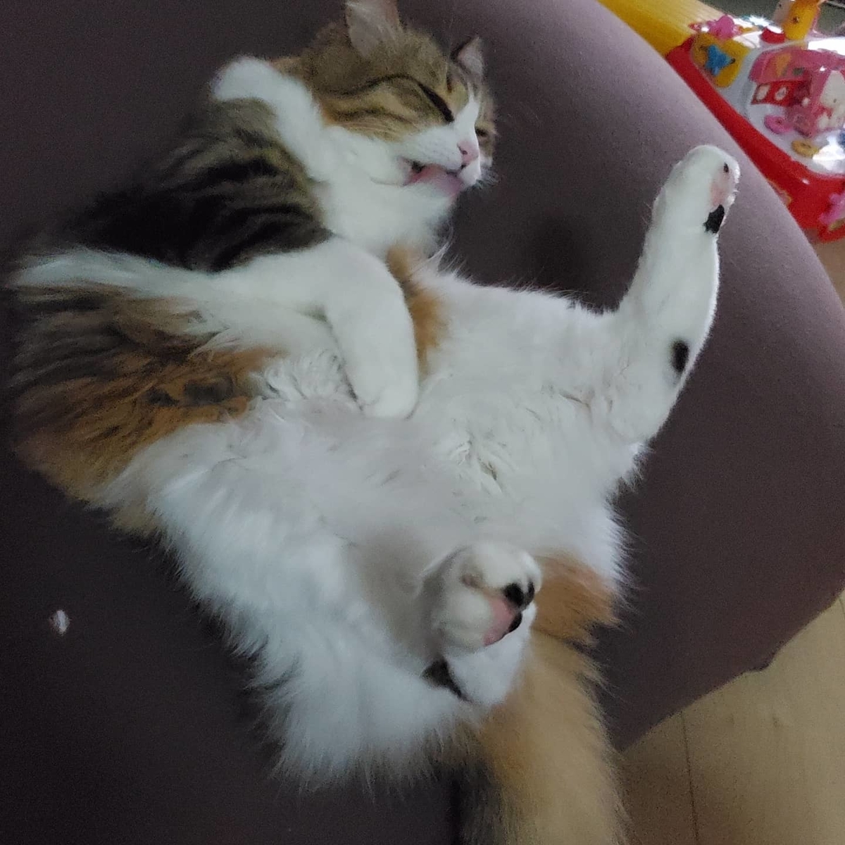 f:id:nekoja-peterpan:20220416104445j:plain