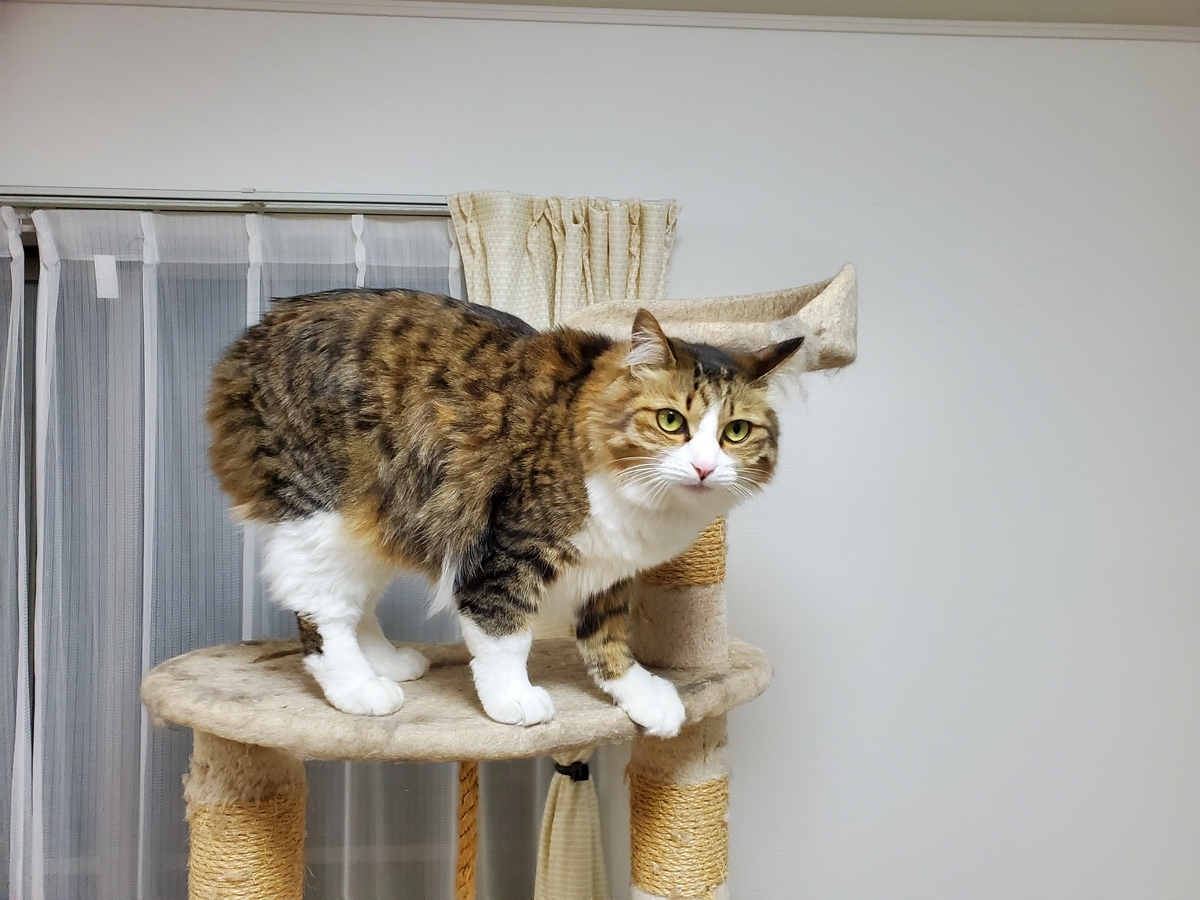 f:id:nekoja-peterpan:20220416104618j:plain