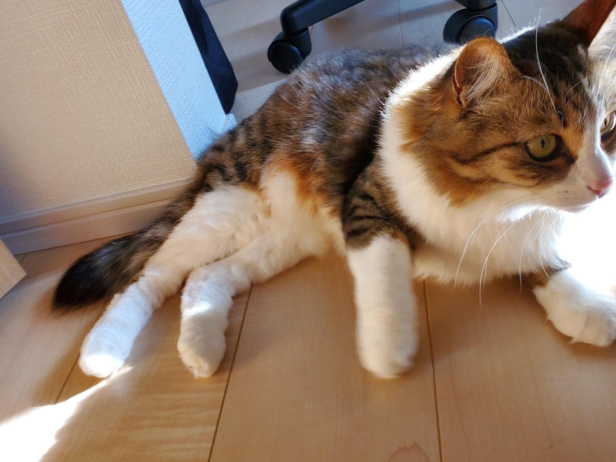 f:id:nekoja-peterpan:20220416104756j:plain