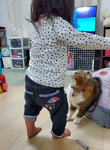 f:id:nekoja-peterpan:20220417114443j:plain