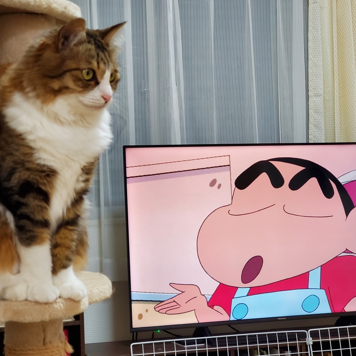 f:id:nekoja-peterpan:20220417114937j:plain