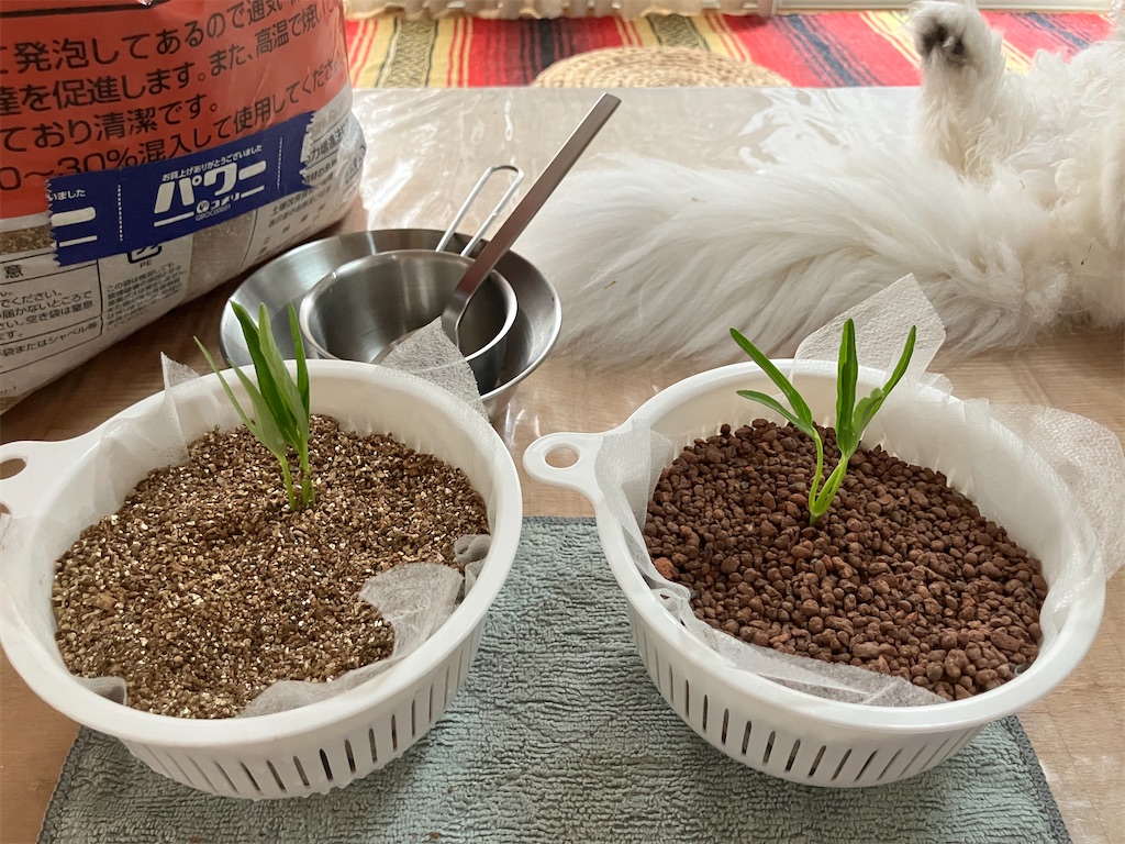 空芯菜の水耕栽培をスタート - まーさんちの庭