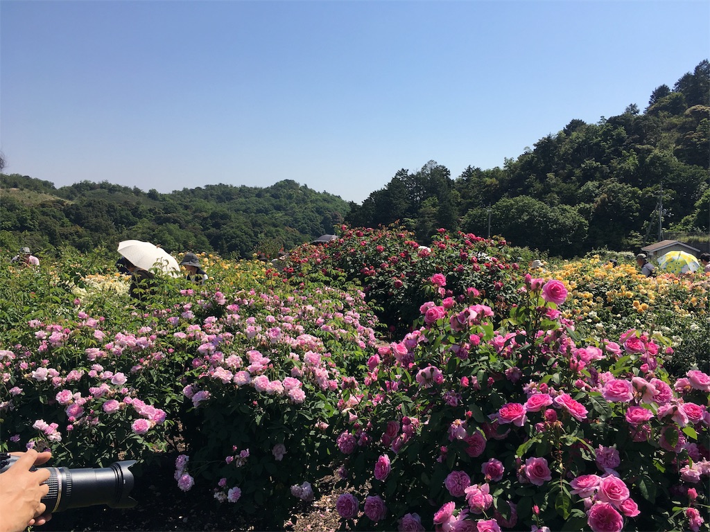 f:id:nekojyarasi:20170520144814j:image f:id:nekojyarasi:20170520144814j:image