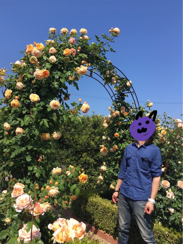 f:id:nekojyarasi:20170522135859j:image f:id:nekojyarasi:20170522135859j:image