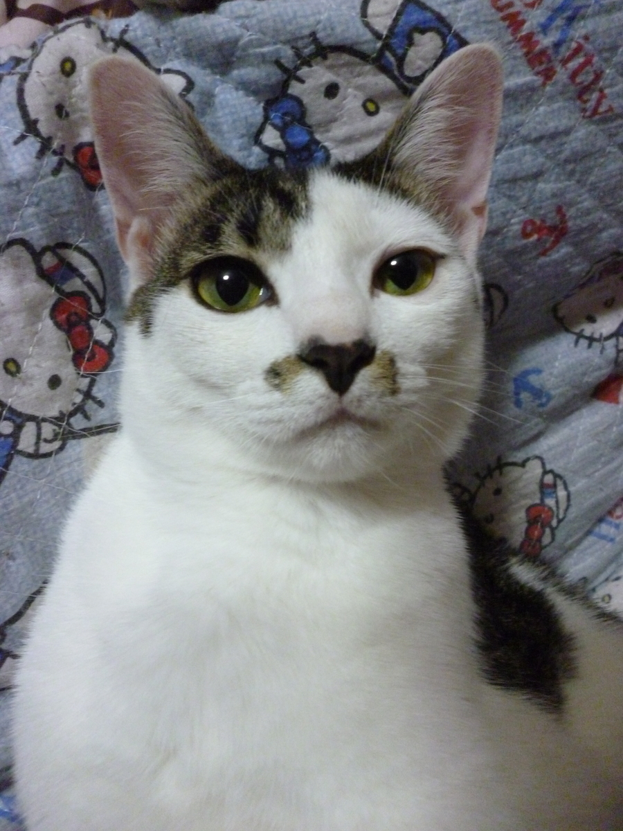 f:id:nekokaimasita:20190627232408j:plain f:id:nekokaimasita:20190627232408j:plain