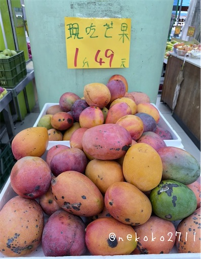 f:id:nekokotabi:20250829201923j:image