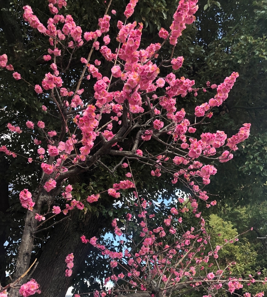 f:id:nekokunnikki:20190309000609j:plain f:id:nekokunnikki:20190309000609j:plain