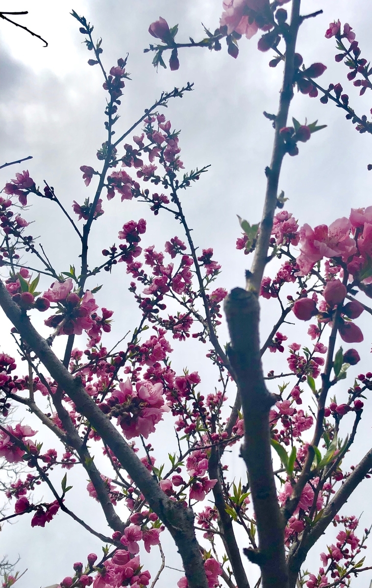 f:id:nekokunnikki:20190318234554j:plain f:id:nekokunnikki:20190318234554j:plain