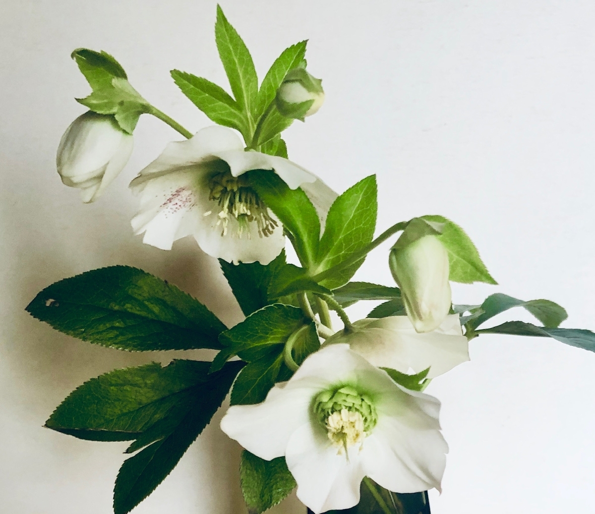 f:id:nekokunnikki:20190318235109j:plain f:id:nekokunnikki:20190318235109j:plain