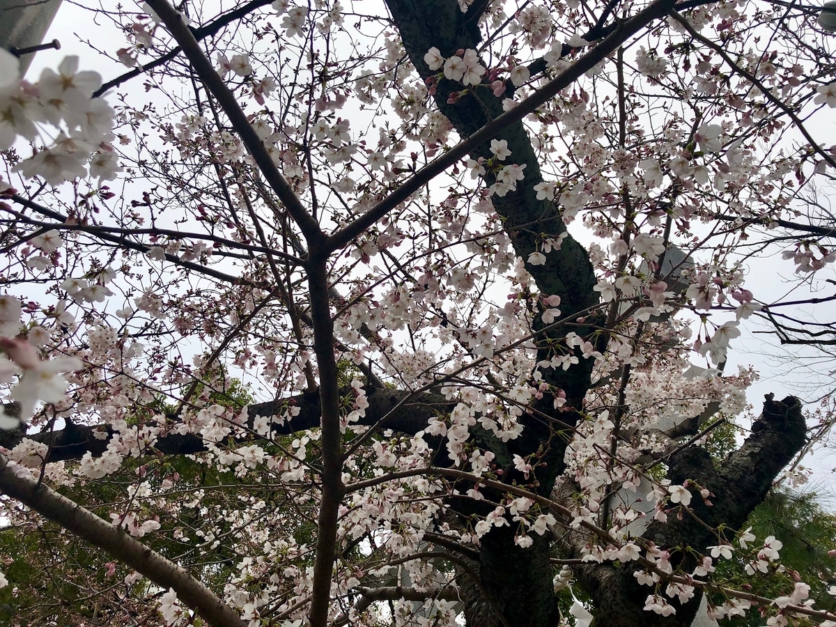 f:id:nekokunnikki:20190331233132j:plain f:id:nekokunnikki:20190331233132j:plain