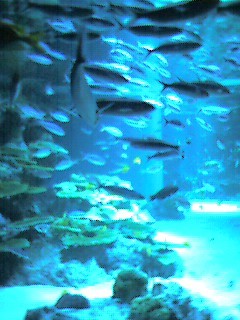 f:id:nekomama:20050504141158:image