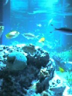 f:id:nekomama:20050504142022:image