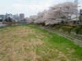 [風景]4/10　桜 2