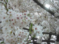 [風景]4/10　桜 4