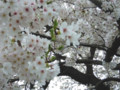 [風景]4/10　桜 5