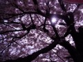 [風景]4/10　桜 6