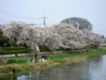 [風景]4/10　桜 7