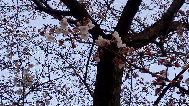 f:id:nekomama:20180323190104j:image