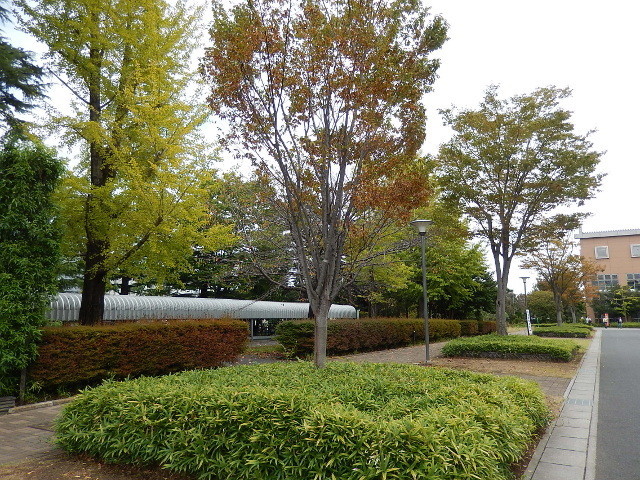 f:id:nekomama:20191020125649j:plain