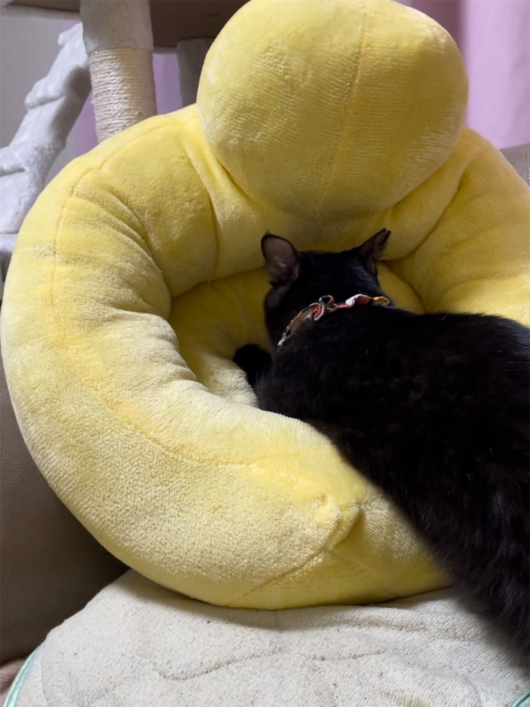 f:id:nekomamireKTH:20231007213908j:image f:id:nekomamireKTH:20231007213908j:image
