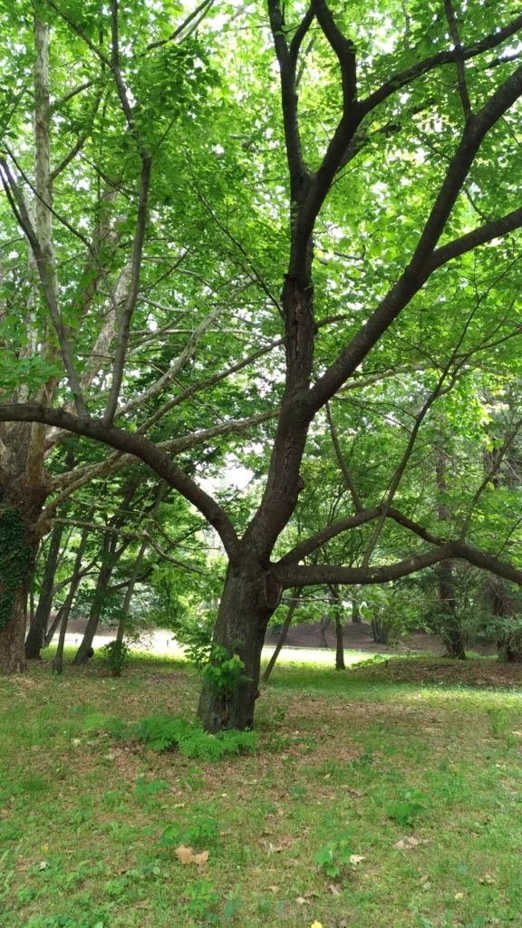 f:id:nekomatagiooo:20180530165554j:plain f:id:nekomatagiooo:20180530165554j:plain