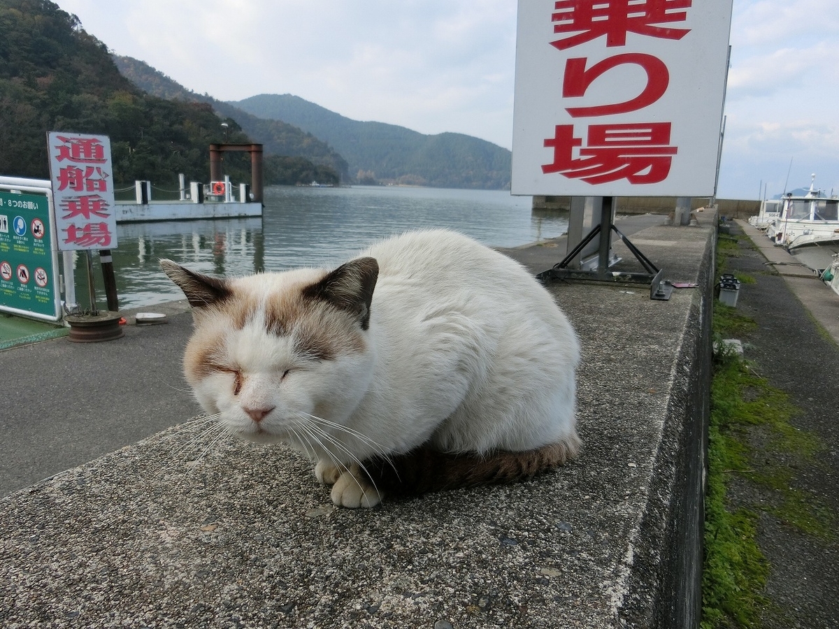 f:id:nekomitsudo:20200119130930j:plain