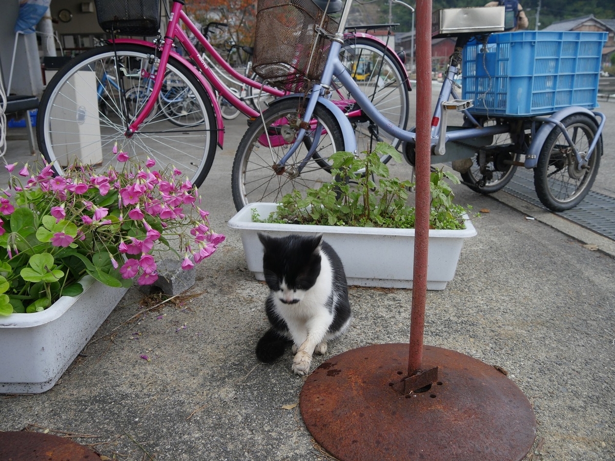 f:id:nekomitsudo:20200119130935j:plain