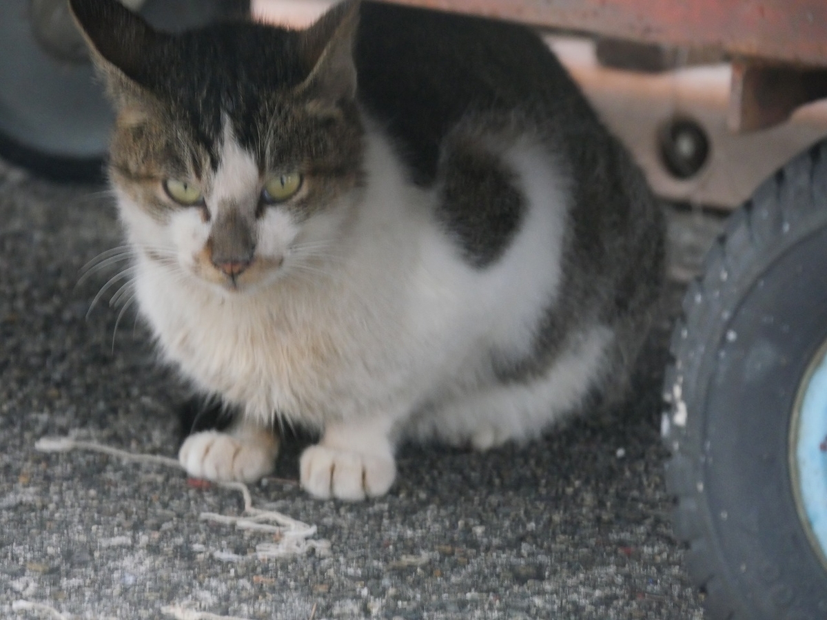 f:id:nekomitsudo:20200119130944j:plain