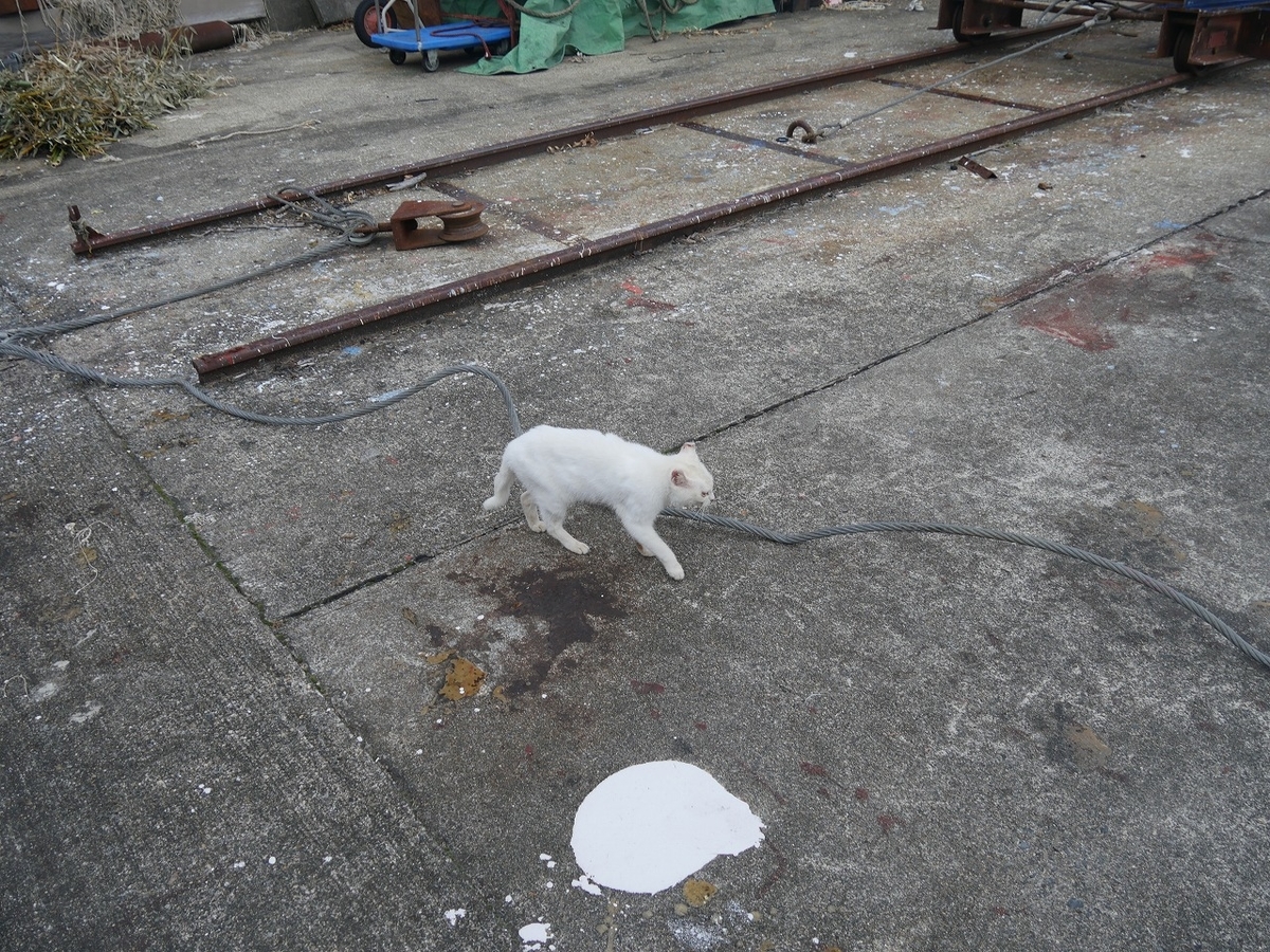 f:id:nekomitsudo:20200119130948j:plain