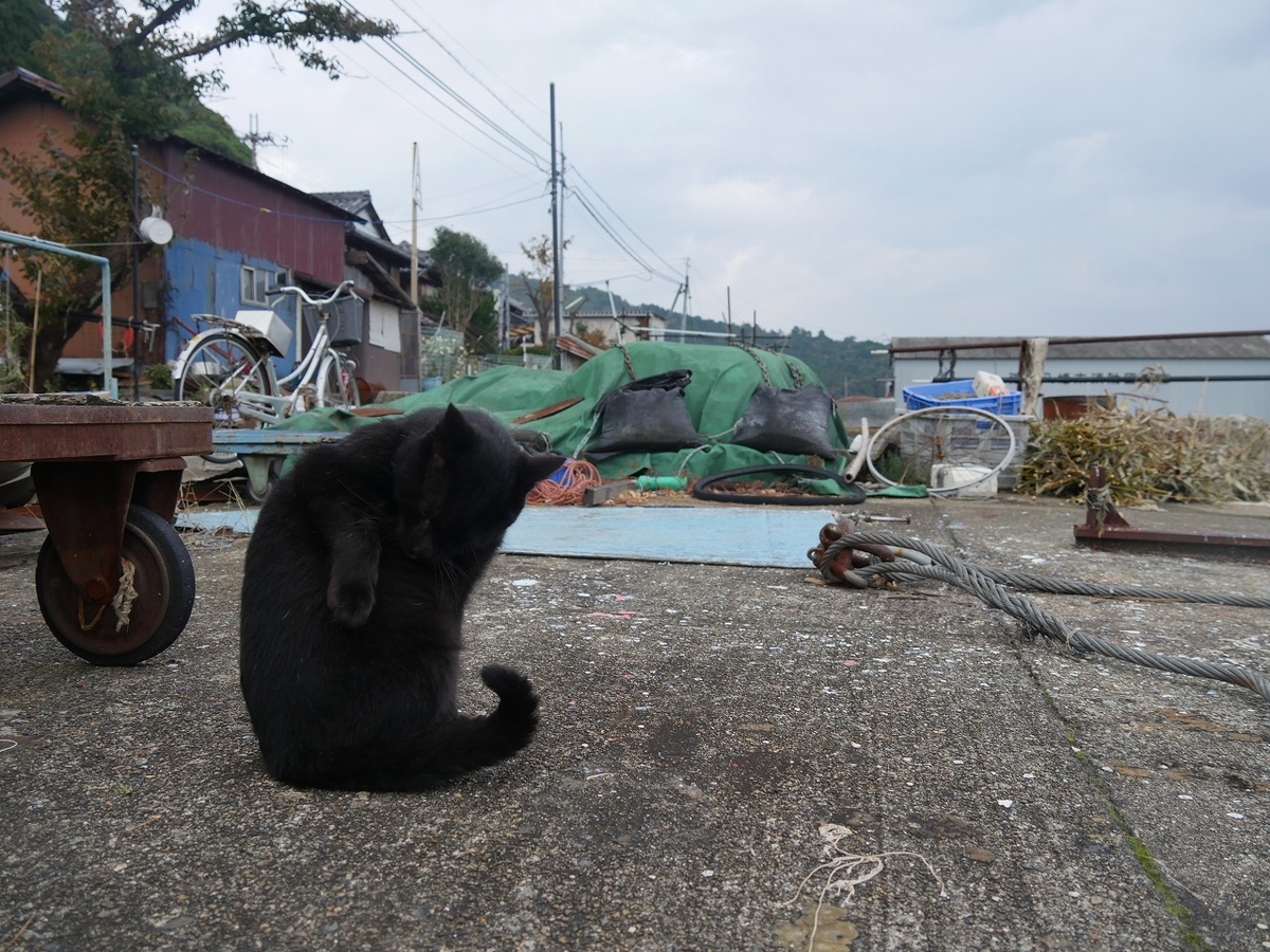 f:id:nekomitsudo:20200119130957j:plain