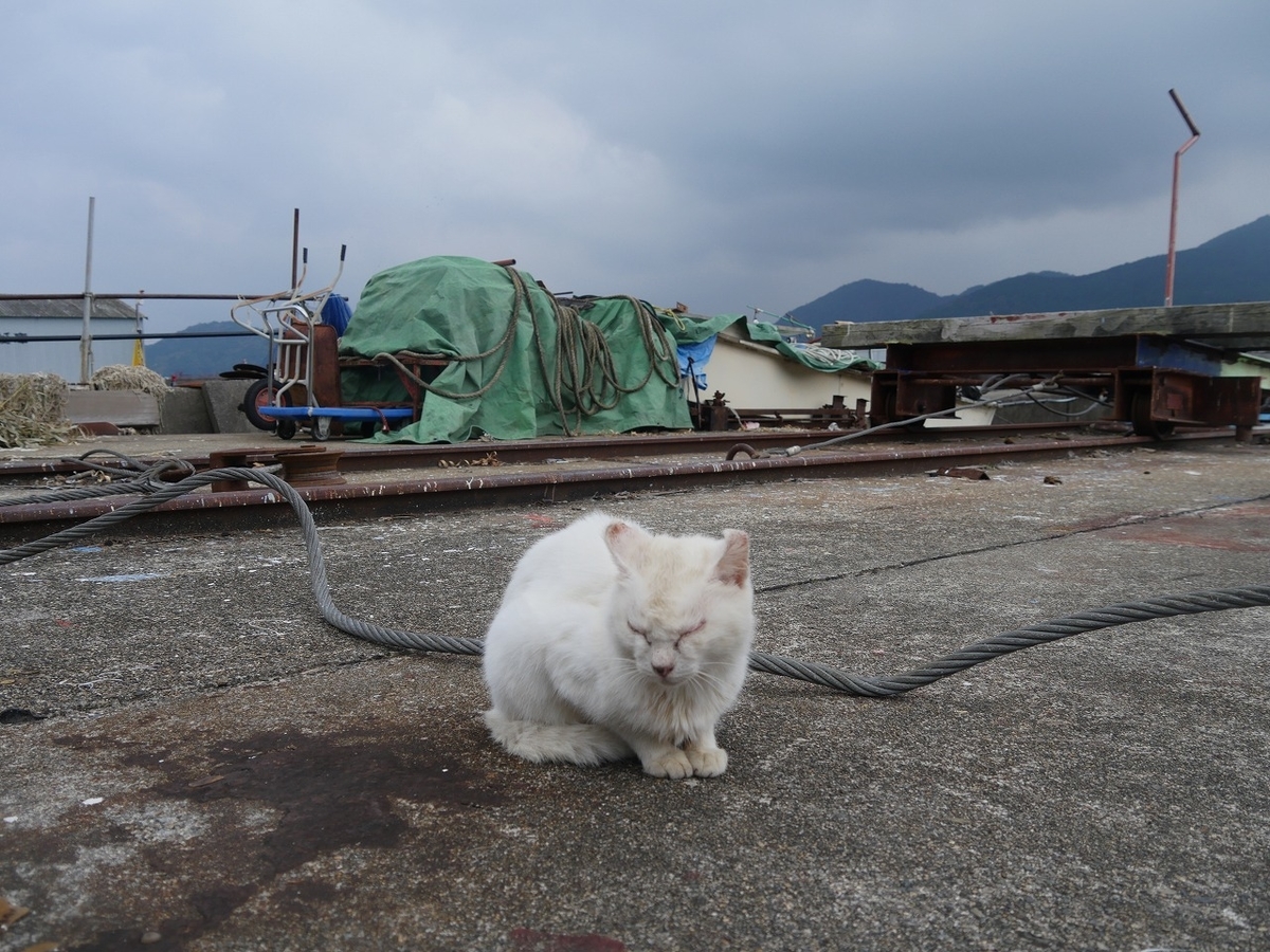 f:id:nekomitsudo:20200119131001j:plain