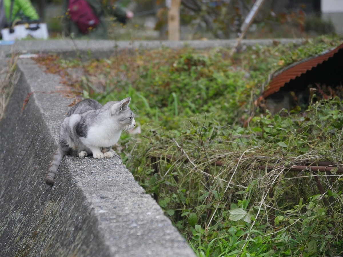 f:id:nekomitsudo:20200119131007j:plain