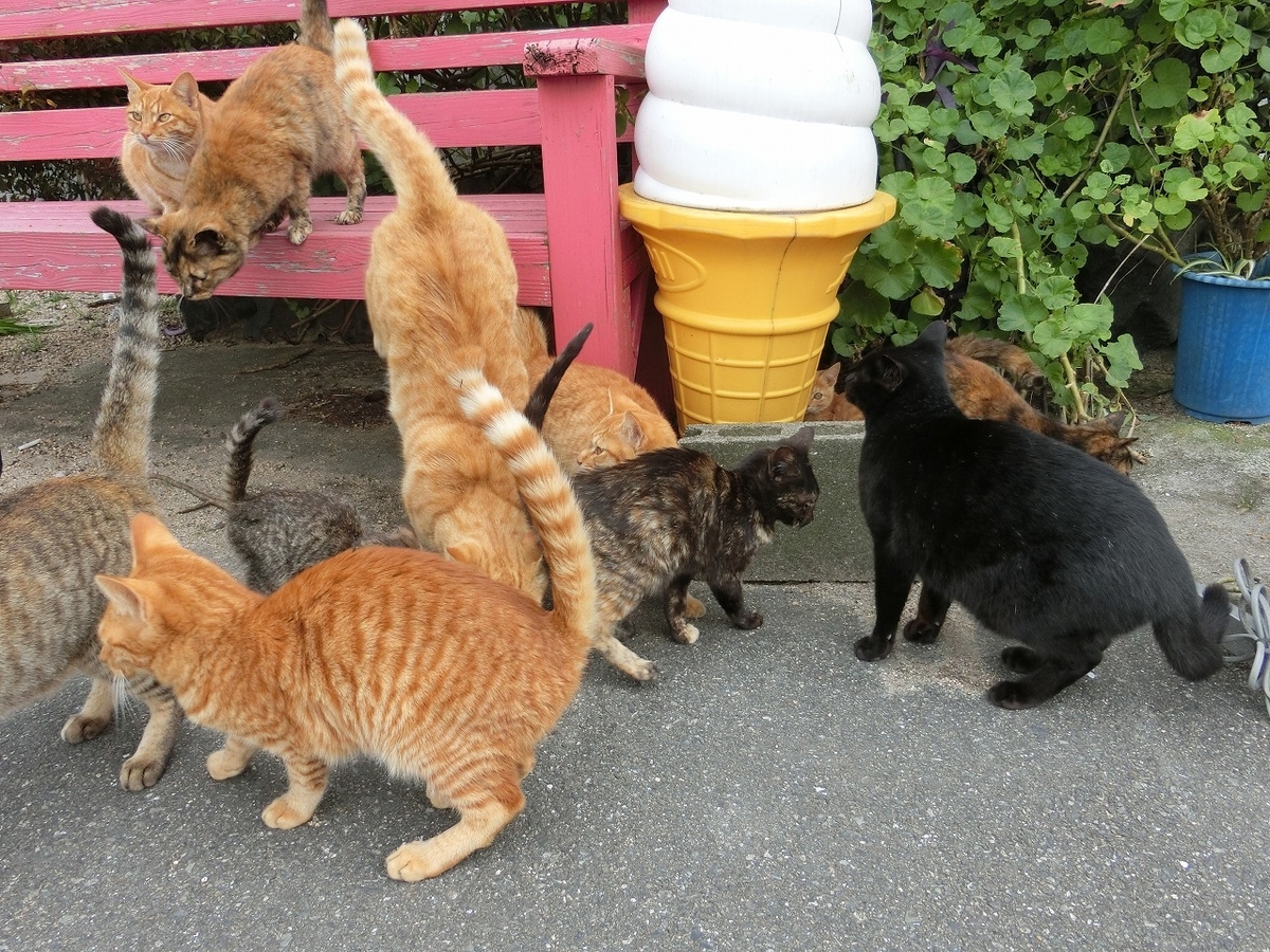 f:id:nekomitsudo:20200202111302j:plain
