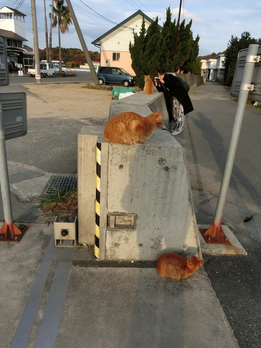 f:id:nekomitsudo:20200202111306j:plain