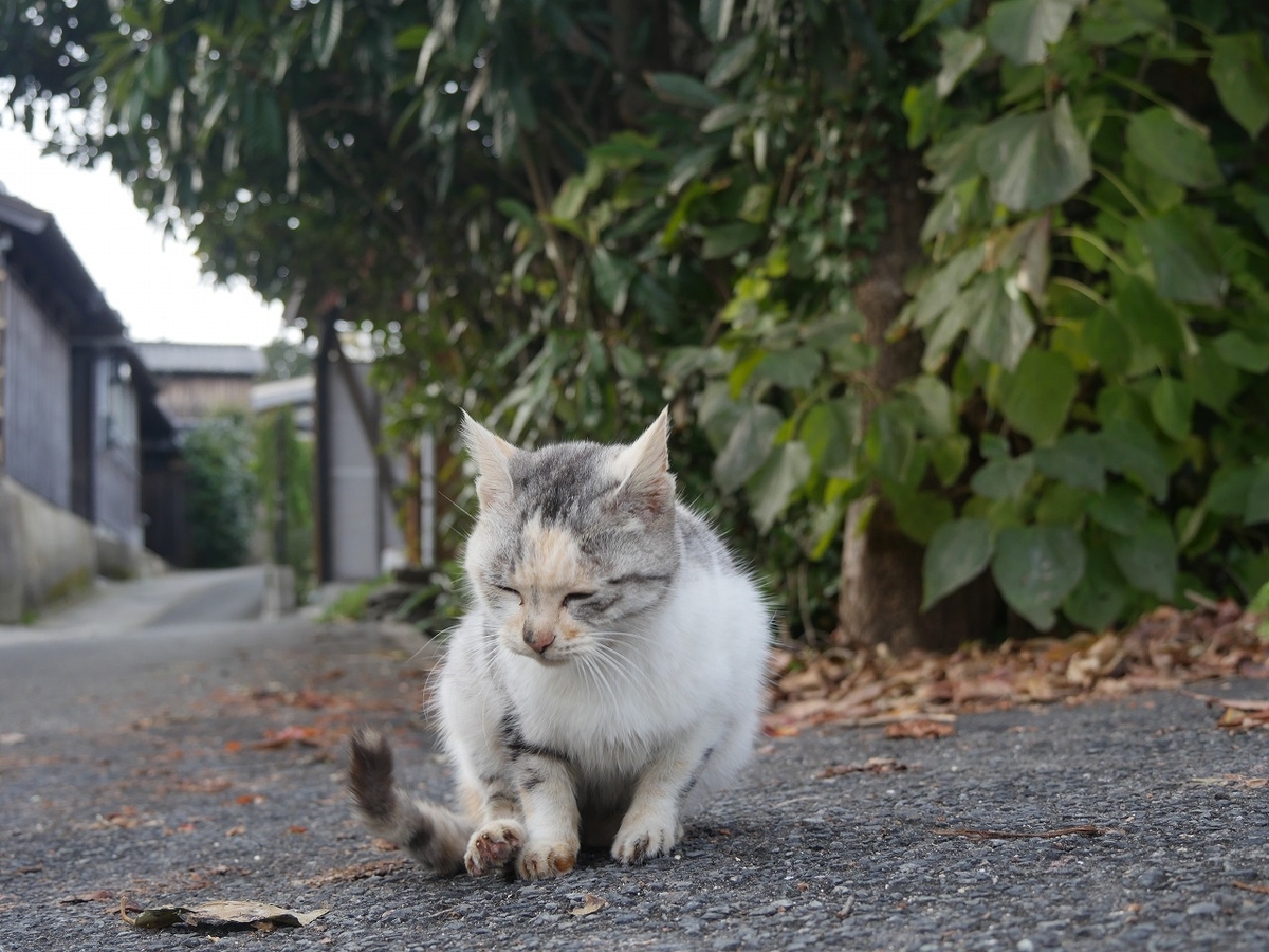 f:id:nekomitsudo:20200202111321j:plain