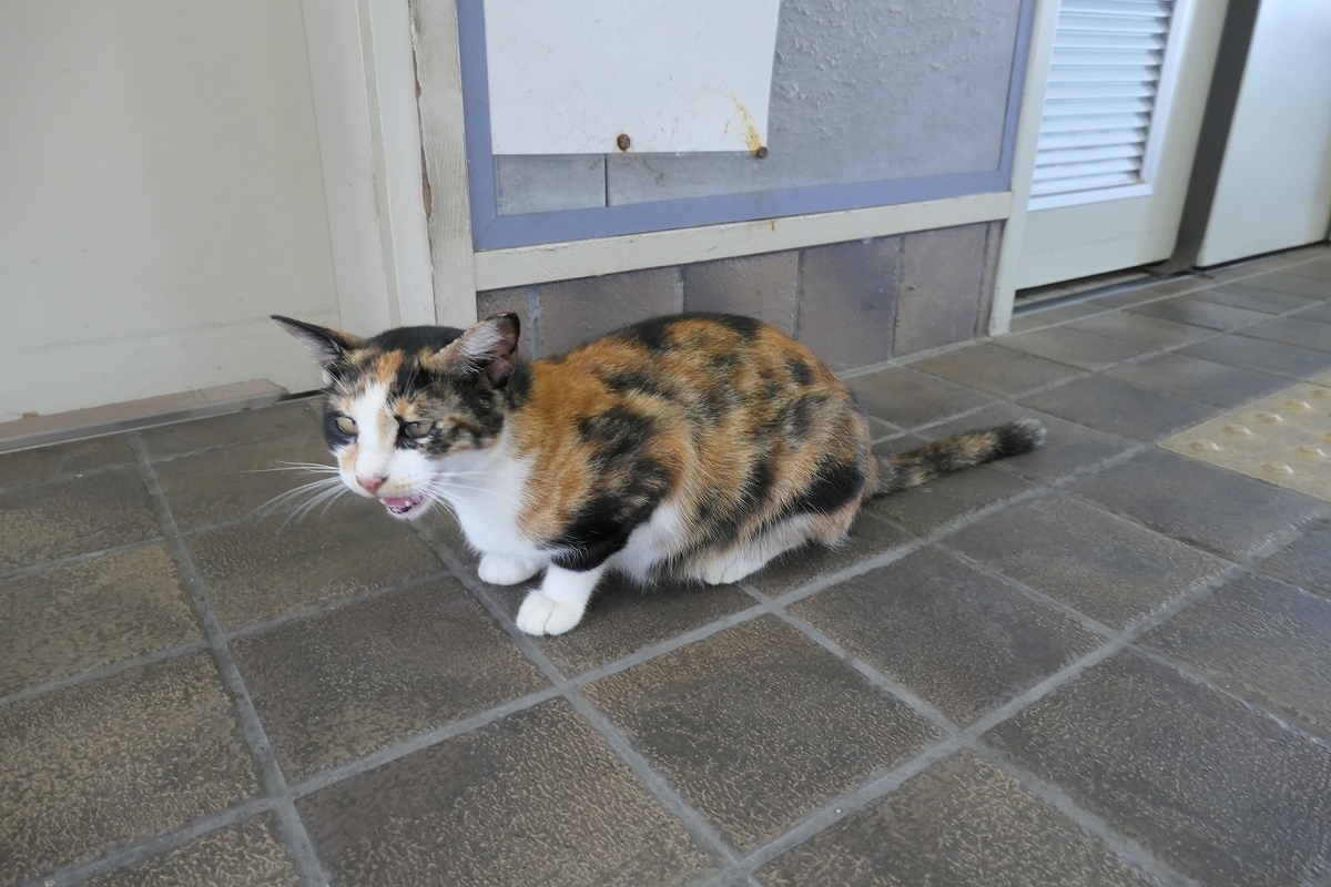 f:id:nekomitsudo:20200919150240j:plain