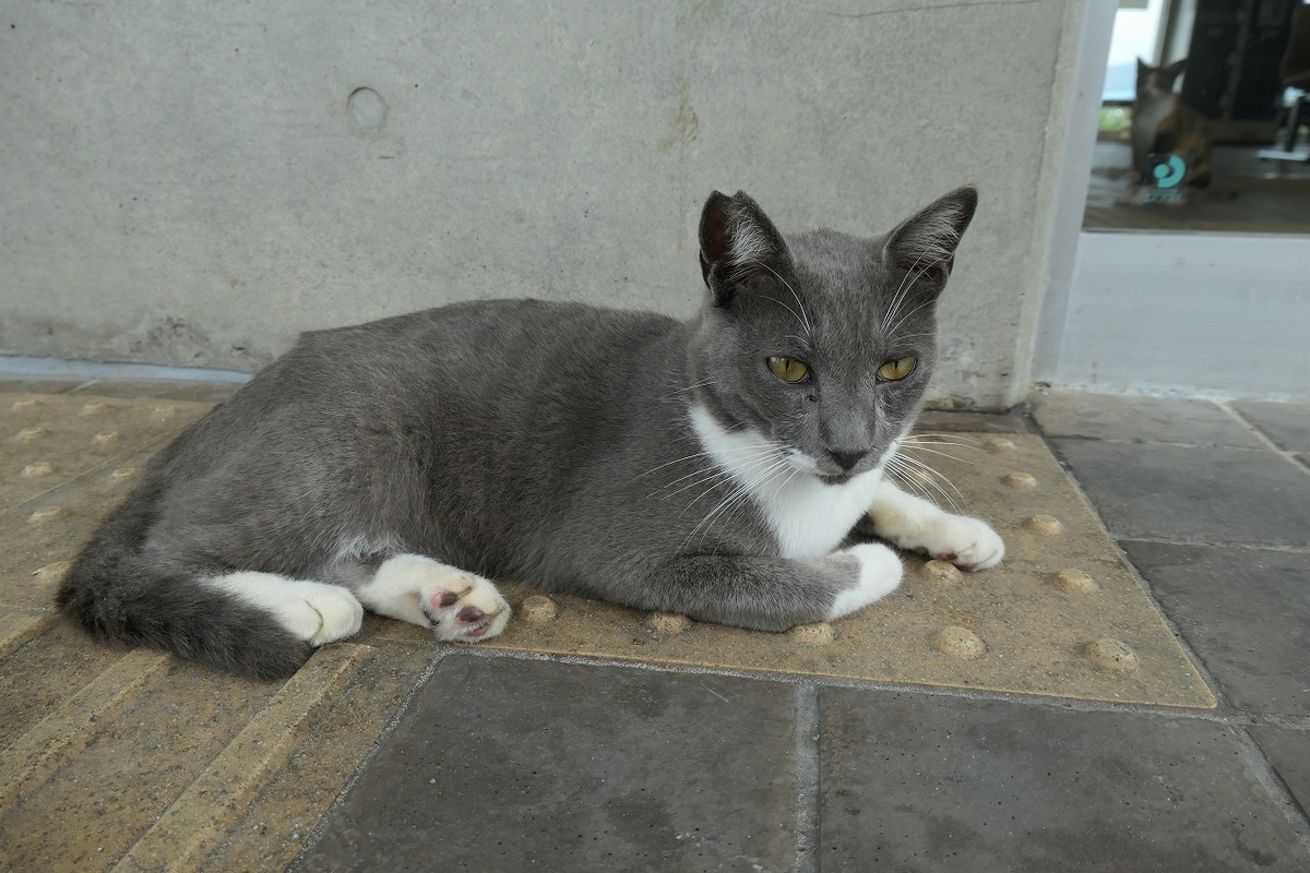 f:id:nekomitsudo:20200919150244j:plain