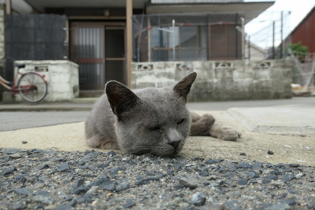 f:id:nekomitsudo:20200919150253j:plain