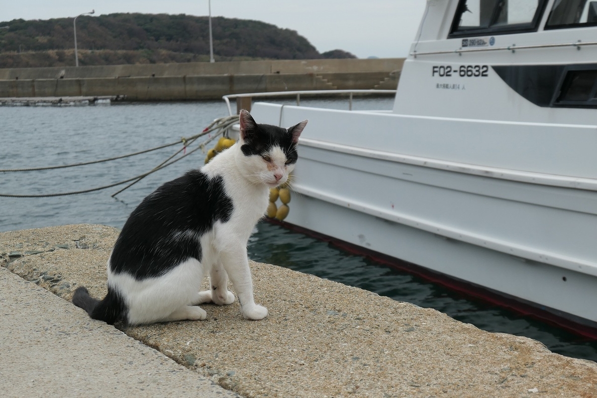 f:id:nekomitsudo:20200919150257j:plain