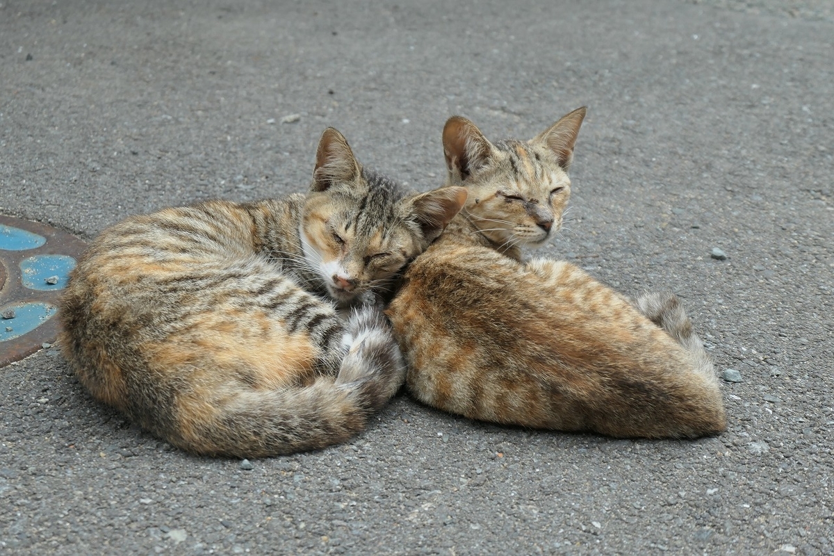 f:id:nekomitsudo:20200919150303j:plain