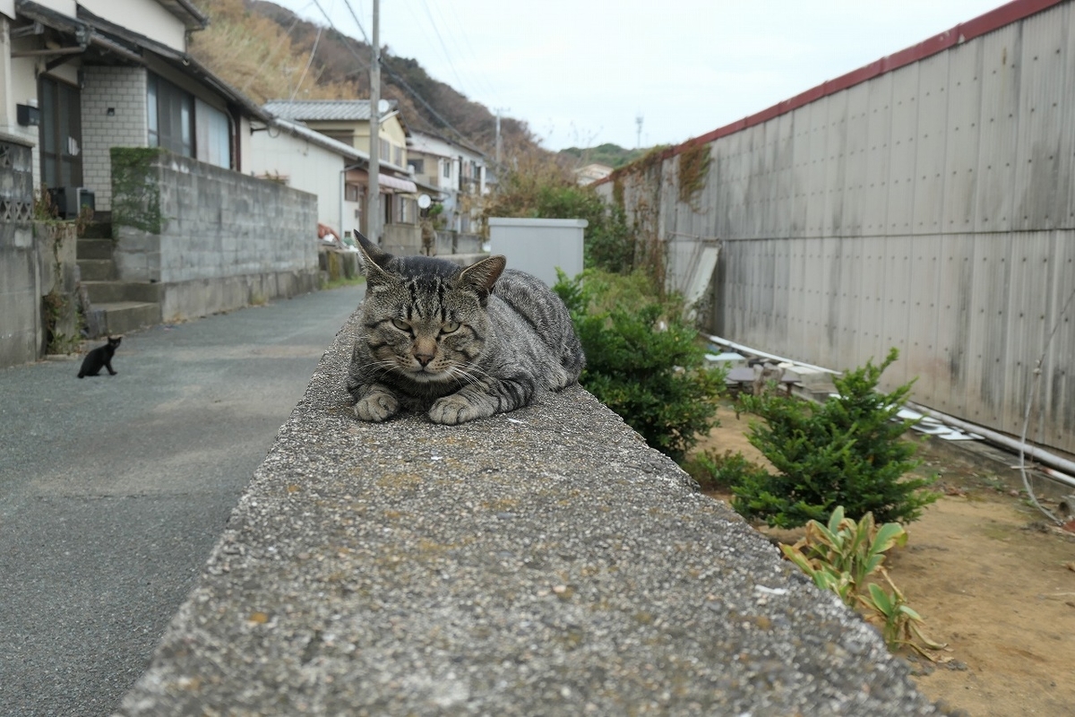 f:id:nekomitsudo:20200919150308j:plain