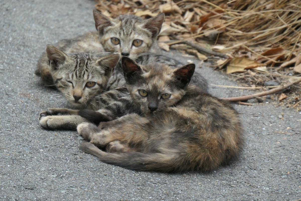 f:id:nekomitsudo:20200919150948j:plain