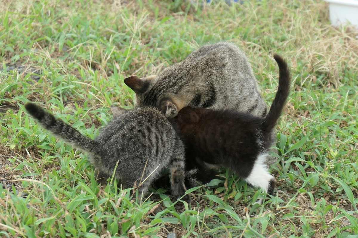 f:id:nekomitsudo:20200919150952j:plain