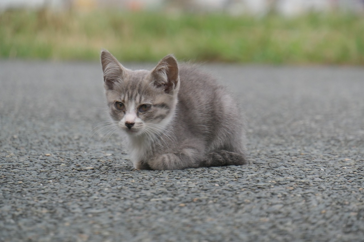f:id:nekomitsudo:20200919150956j:plain