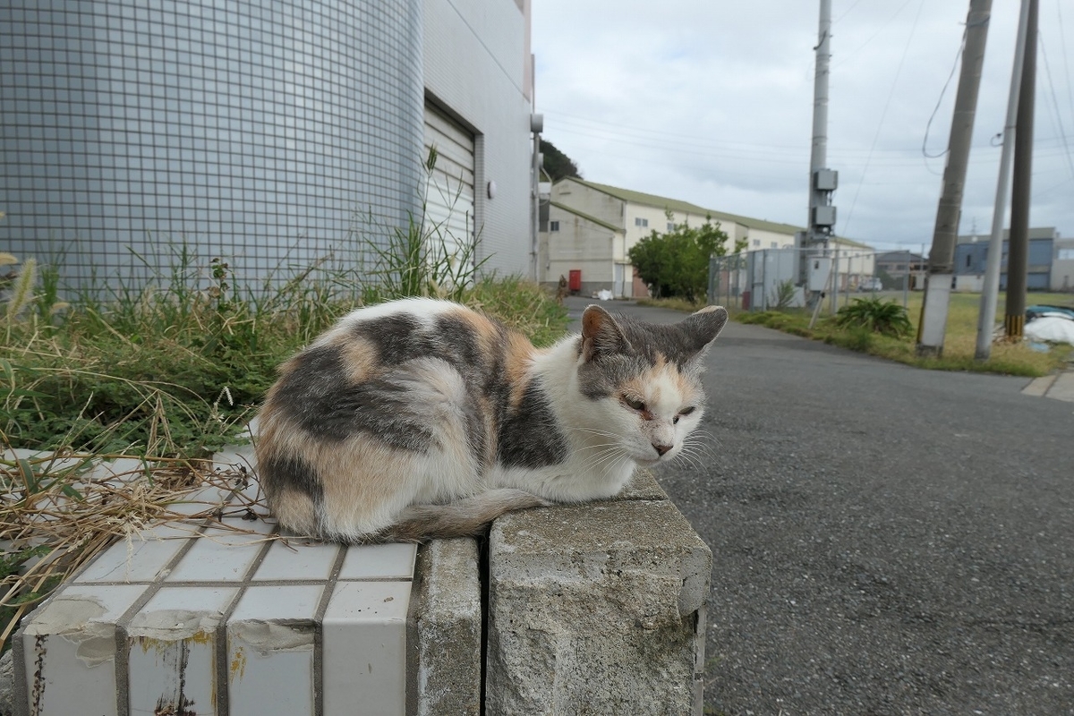 f:id:nekomitsudo:20200919152254j:plain